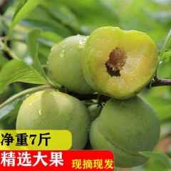 四川汉源九襄新鲜脱骨李青脆李苦李子特产现摘现发净重7斤
